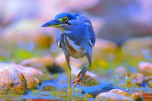 乌拉圭和韩国足球波胆，战术灵魂的较量乌拉圭和韩国足球波胆