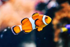 淘金网足球反波胆投注技巧，如何在赔率波动中捕捉胜利机会淘金网足球反波胆怎么玩